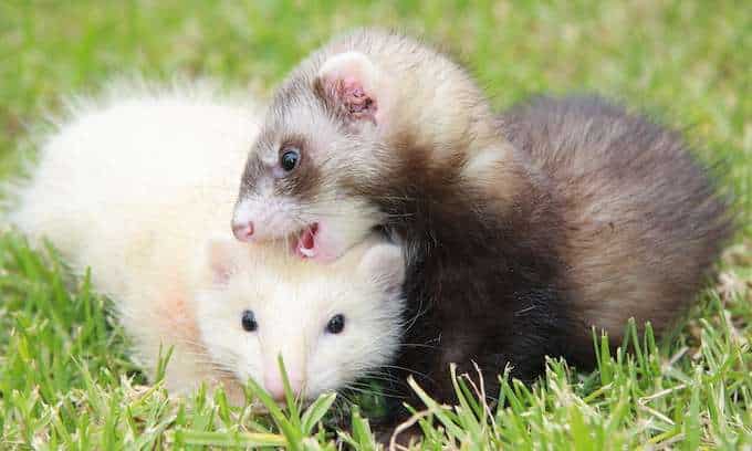 Ferret frivolities