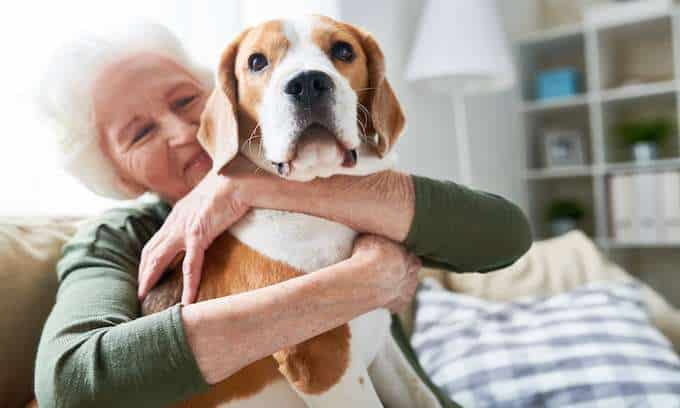 a grandma holds dog in the Park in the living room. the concept of friendship, teamwork, love