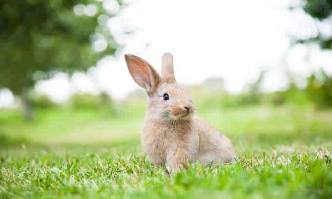 Emotional Support Rabbit concept. Rabbit looking to the right at a park