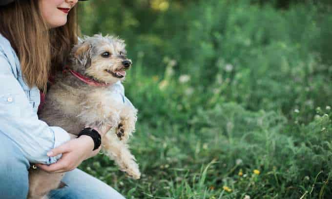 Emotional-support-animal-vs.-service-animals