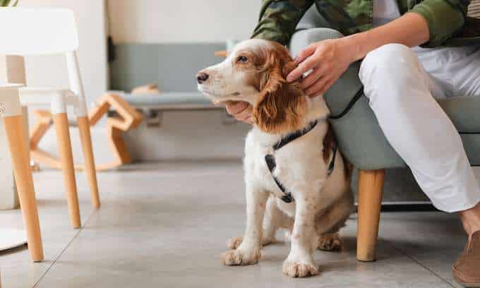 Everything You Need To Know About Emotional Support Pets