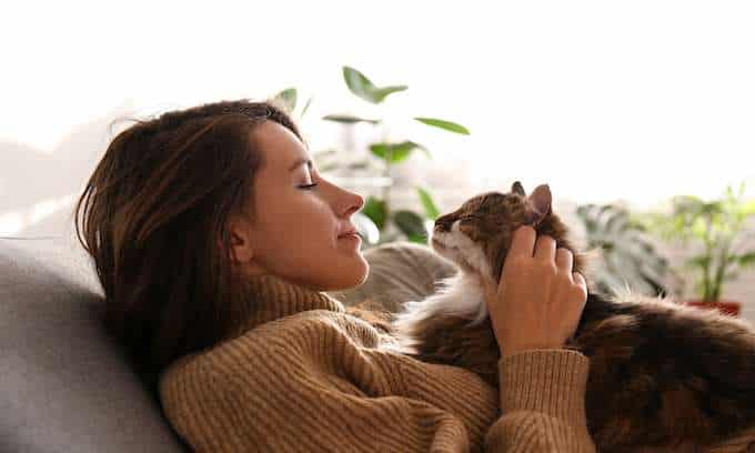 Emotional Support Cats concept. Woman holding a brown cat on her belly.