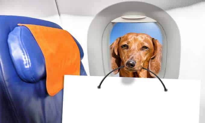 Flying Emotional Support Dog inside an airplane