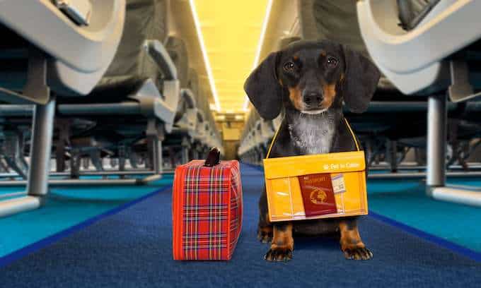 Most pet friendly airline