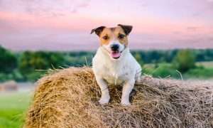 Can dogs eat strawberries