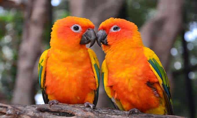 Emotional support parrots