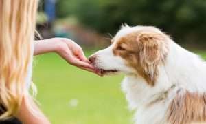 Can dogs eat strawberries treat