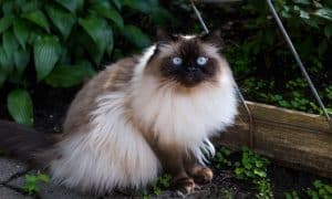 Himalayan Cat
