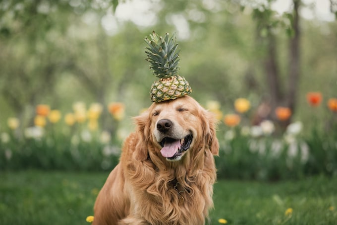 Can Dogs Eat Pineapple?