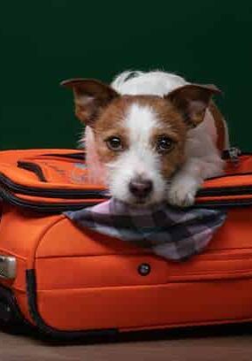 Which Airlines Allow Emotional Support Animals in 2022